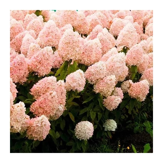 Bugás hortenzia - Hydrangea paniculata 'Phantom'