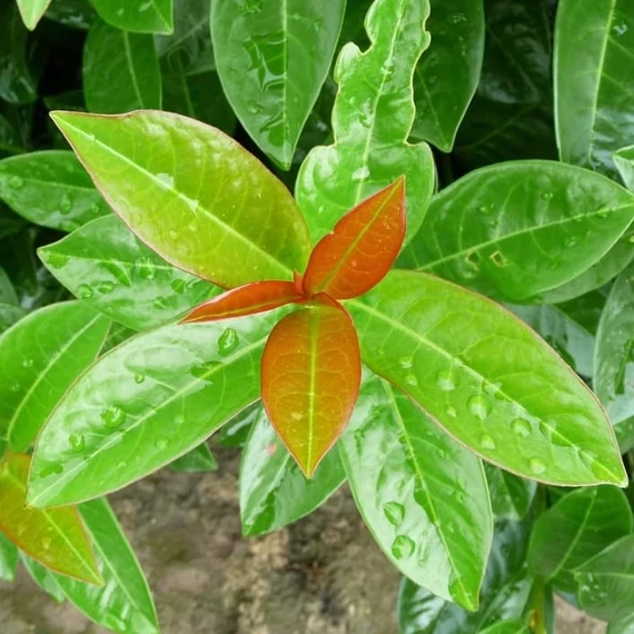 Babérmeggy - Prunus l. Antonius