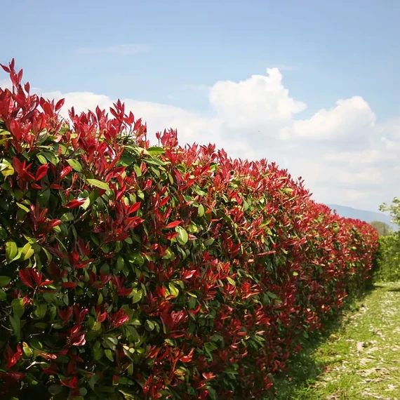 Korallberkenye - Photinia x fraserii Red Robin