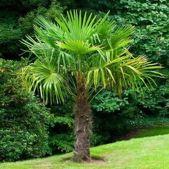 Kínai Kenderpálma - Trachycarpus fortunei