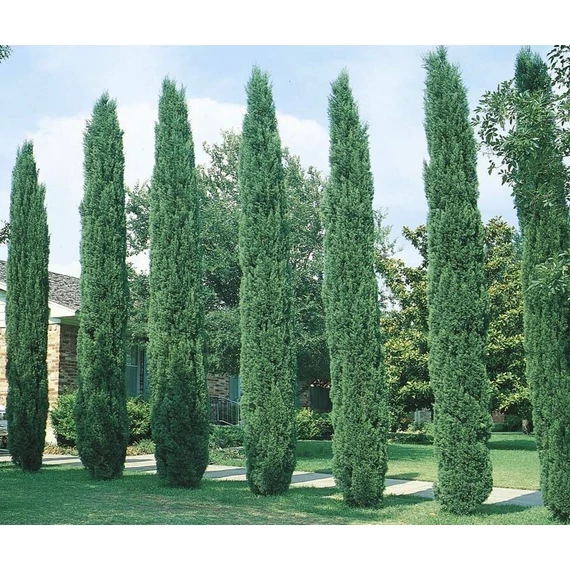 Európai ciprus - Cupressus sempervirens Totem