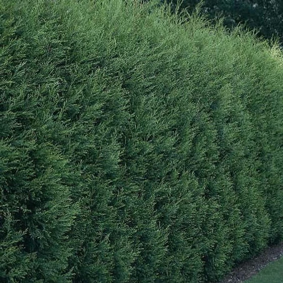 Leylandi ciprus - Cupressocyparis leylandii 'Oger'