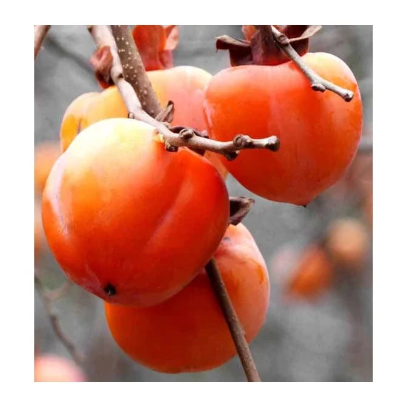 Datolyaszilva - Diospyros kaki 'Rojo Brillante'