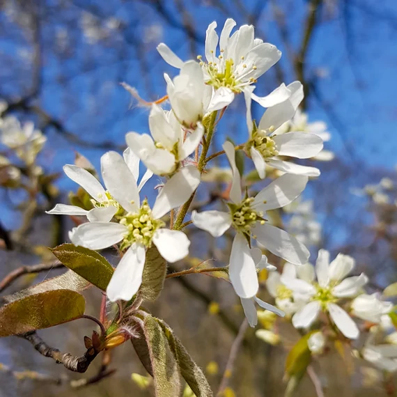 Mézalmácska - Amelanchier Lamarackii