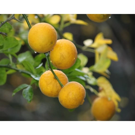 Vadcitrom - Poncirus trifoliata