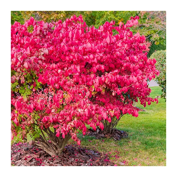 Szárnyas kecskerágó - Euonymus alatus