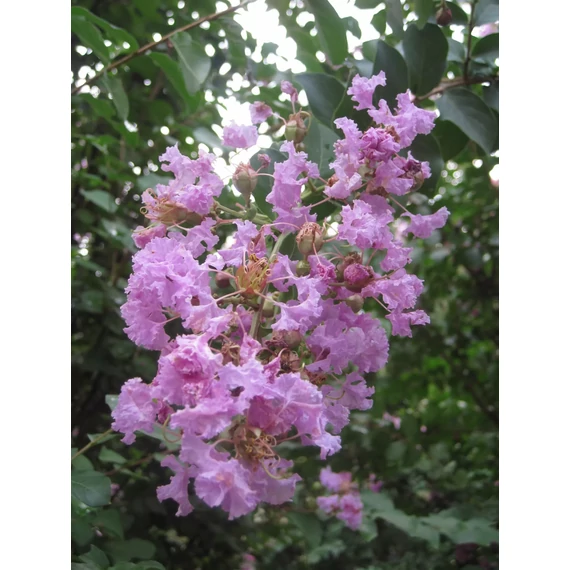 Selyemmirtusz - Lagerstroemia Indica 'Superviolacea'