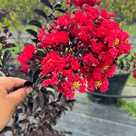 Selyemmirtusz - Lagerstroemia Black Diamond 'Crimson Red'