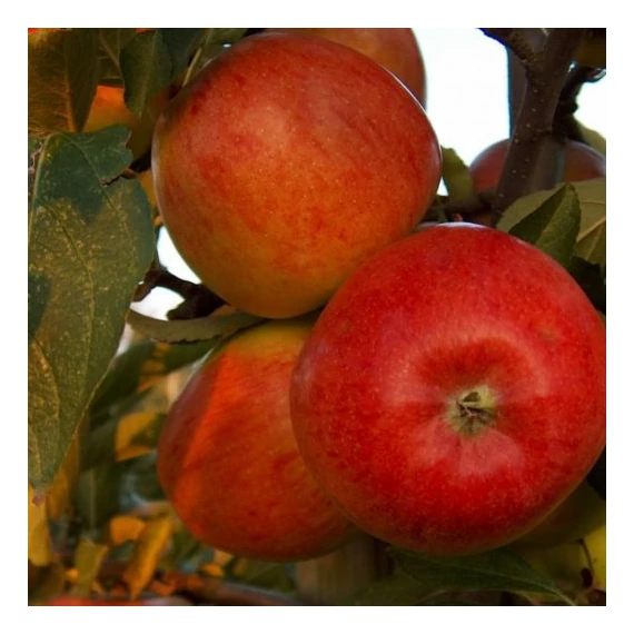 Braeburn alma