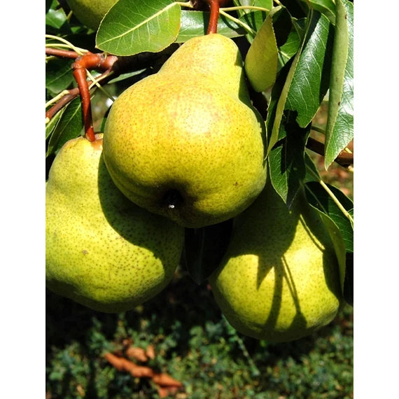 Packham's Triumph körte