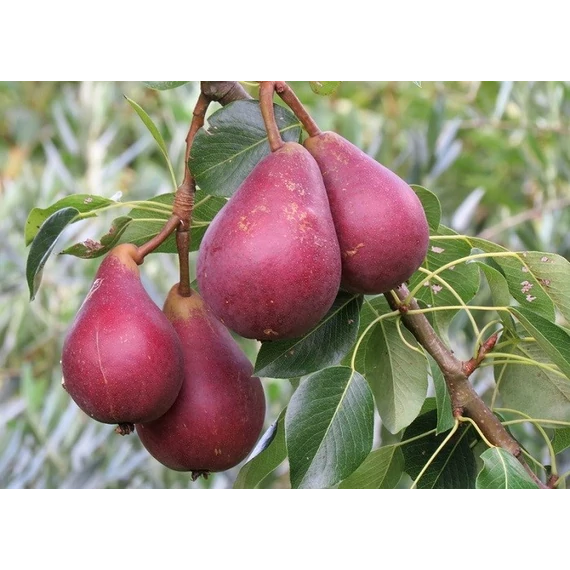 Piros Clapp körte