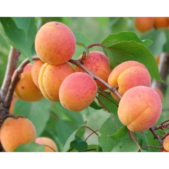 Pannonia kajszibarack