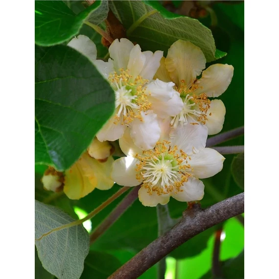 Kiwi porzó - Actinidia Deliciosa 'Tomuri'