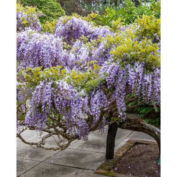 Lilaakác - Wisteria Sinensis