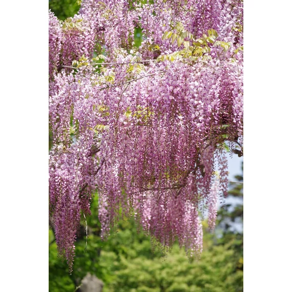Lilaakác - Wisteria Sinensis 'Rosea'