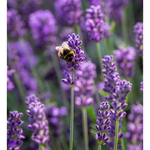 Levendula - Lavandula augustifolia 'Hidcote'