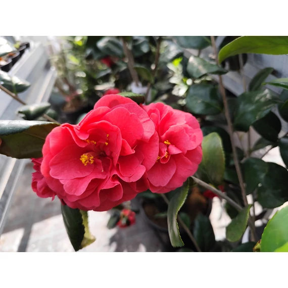 Kamélia - Camelia japonica 'Fireball'