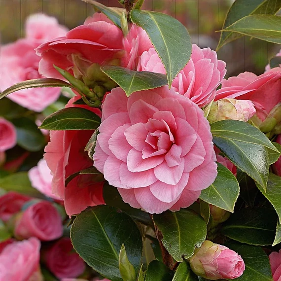 Kamélia - Camelia japonica 'Pearl Maxwell'