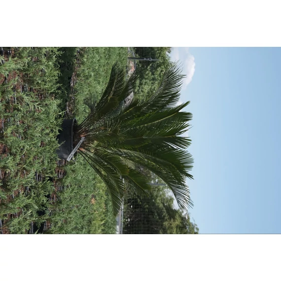 Cikász pálma - Cycas revoluta