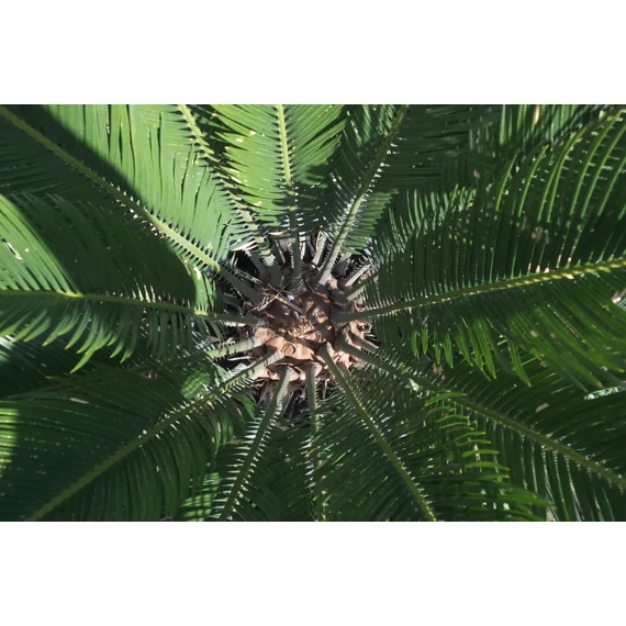 Cikász pálma - Cycas revoluta