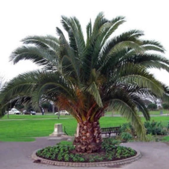 Kanári datolyapálma - Phoenix canariensis