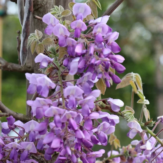Lilaakác - Wisteria brakybotrys 'Ikoyama Fuji'