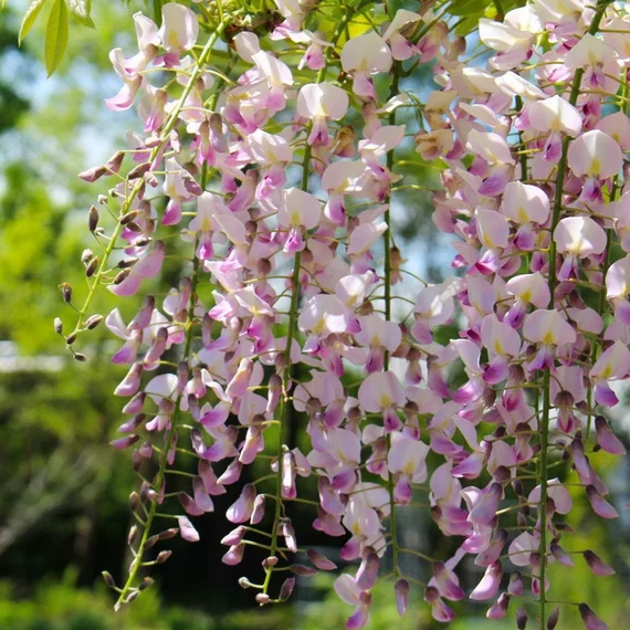 Lilaakác - Wisteria floribunda 'Liliac Rose'