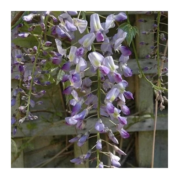 Lilaakác- Wisteria floribunda 'Lawrence'