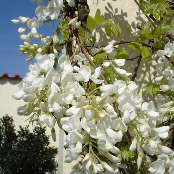 Lilaakác - Wisteria brakybotrys 'Schiro Kapitan Fuji'