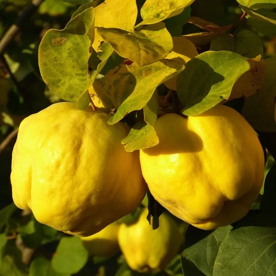 Angersi birs