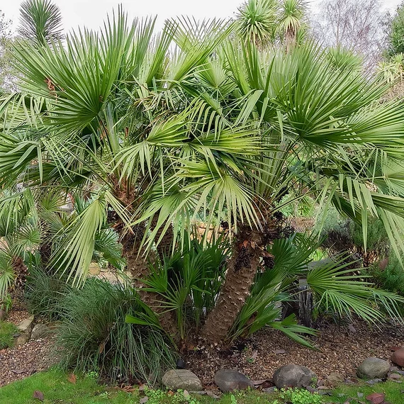 Lószőrpálma - Chamaerops Humilis