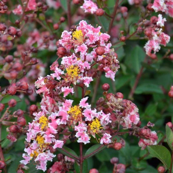 Selyemmirtusz - Lagerstroemia Indica 'Berlingot Menthe'