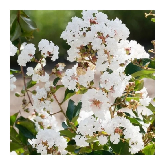Selyemmirtusz - Lagerstroemia Indica 'Nivea'