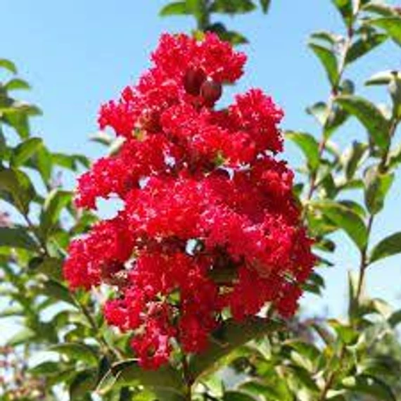 Selyemmirtusz - Lagerstroemia Indica 'Dynamite'