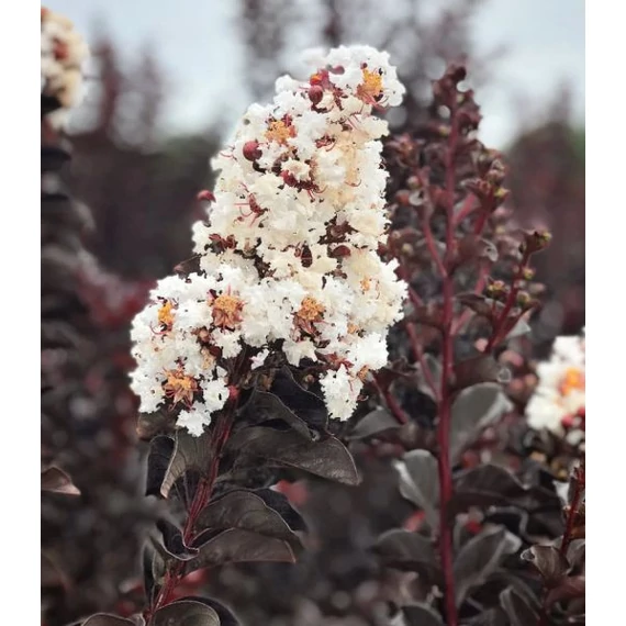 Selyemmirtusz - Lagerstroemia Black Diamond 'Pure White'