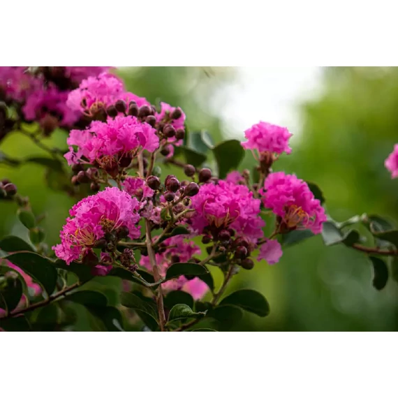 Selyemmirtusz - Lagerstroemia Black Diamond 'Purely Purple'