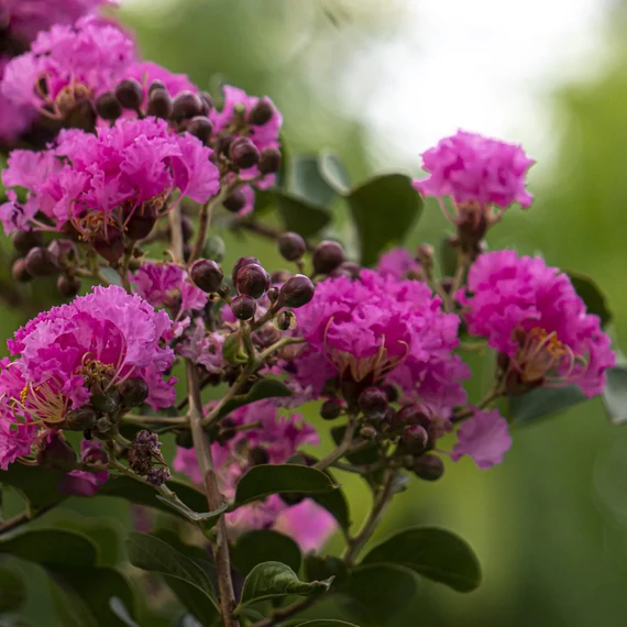 Selyemmirtusz - Lagerstroemia Black Diamond 'Shell Pink'