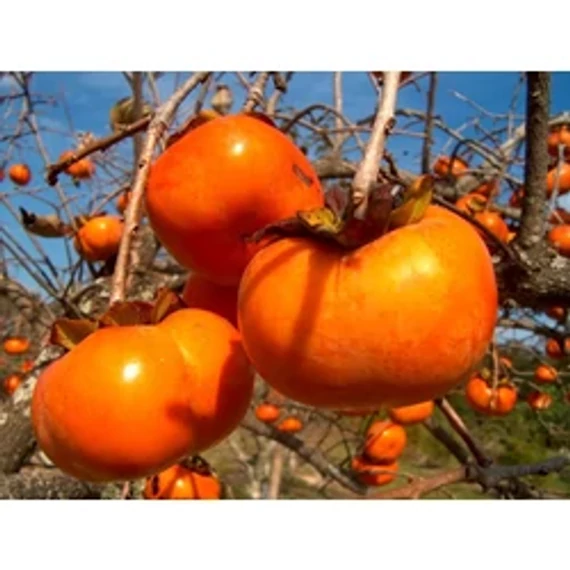 Datolyaszilva - Diospyros kaki 'Ragno'