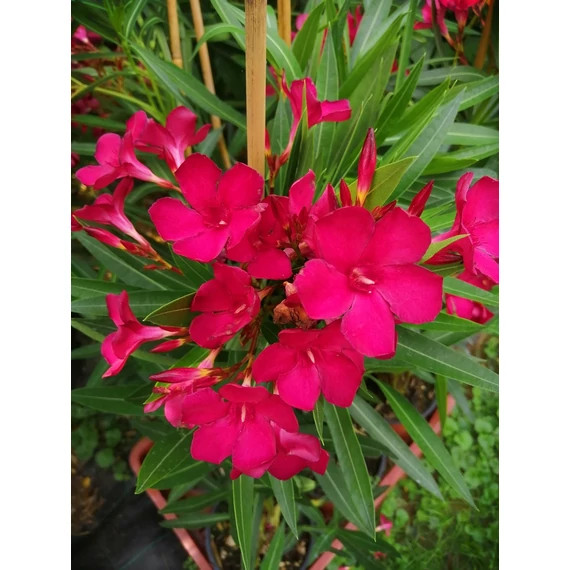 Leander - Nerium Oleander 'Rosso'