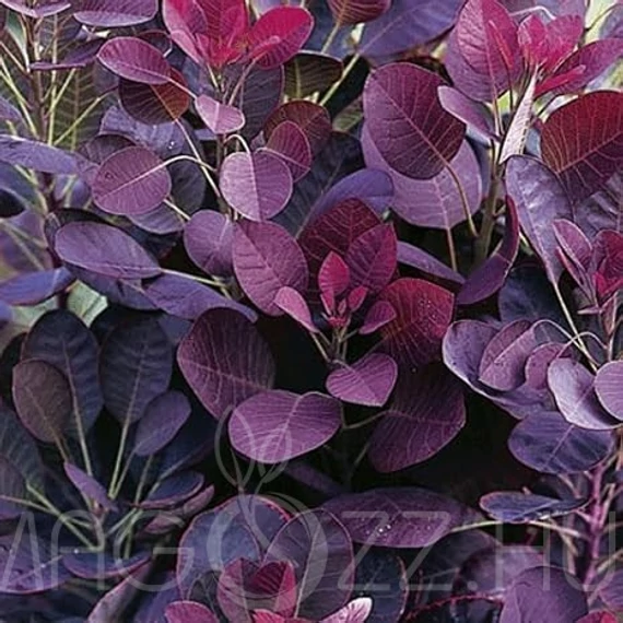 Cserszömörce - Cotinus coggygria 'Royal Purple'