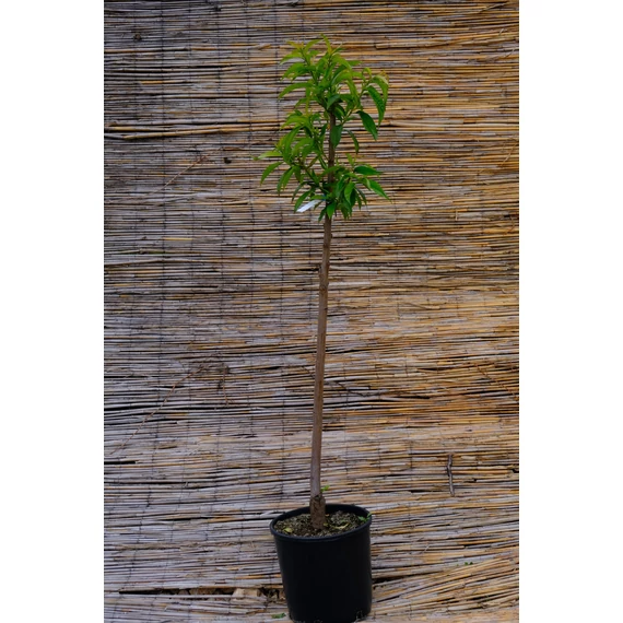 Suncrest őszibarack