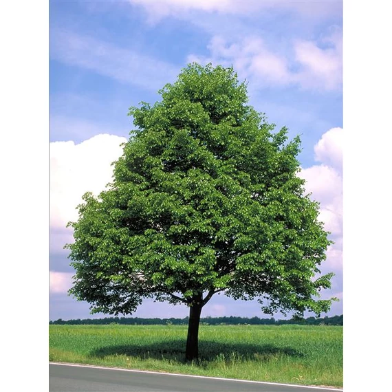 Kislevelű hárs - Tilia cordata