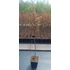 Vérszilva - Prunus cerasifera 'Woodi'
