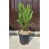 Leander - Nerium Oleander 'Giallo'