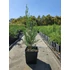 50 cm Leylandi ciprus 'Oger' - Cupressocyparis leylandii 'Oger'