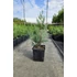40 cm Leylandi ciprus 'alapfaj'  - Cupressocyparis leylandii 'alapfaj'