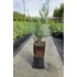 40 cm Leylandi ciprus 'alapfaj'  - Cupressocyparis leylandii 'alapfaj'