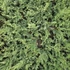 40 cm Leylandi ciprus 'alapfaj'  - Cupressocyparis leylandii 'alapfaj'