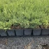 40 cm Leylandi ciprus 'alapfaj'  - Cupressocyparis leylandii 'alapfaj'