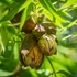 Pekándió oltvány- Carya illinoinensis 'Pawnee'